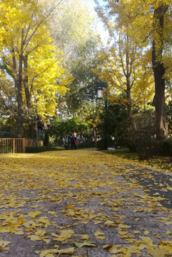 秋天银杏落叶景观大道