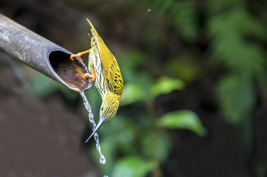 小鸟喝水