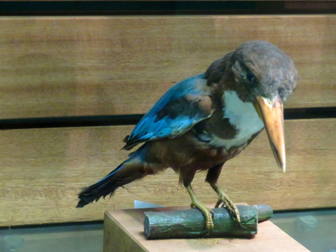 白胸翠鸟标本
