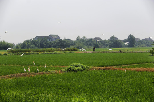 田野白鹭飞