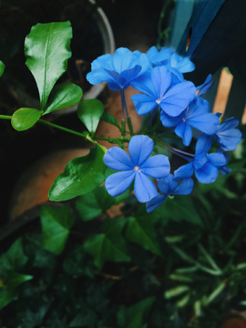 蓝雪花
