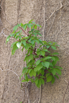 爬山虎背景图片