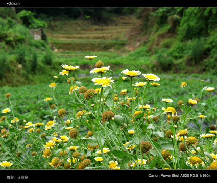 野菊花