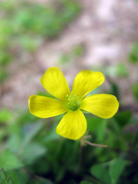 黄花野花