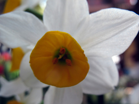 水仙花