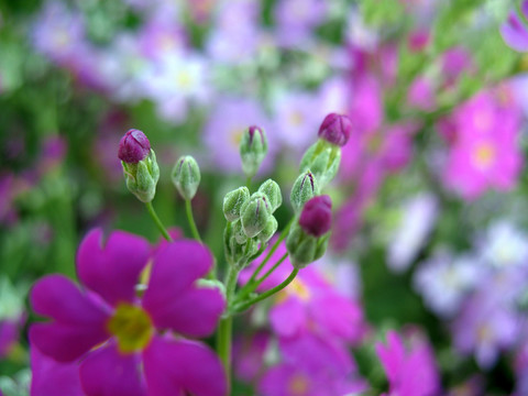 报春花