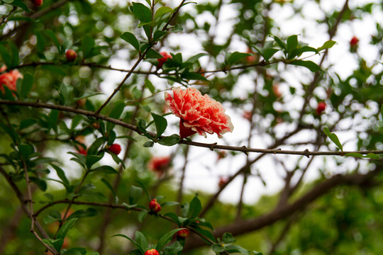 玛瑙石榴花