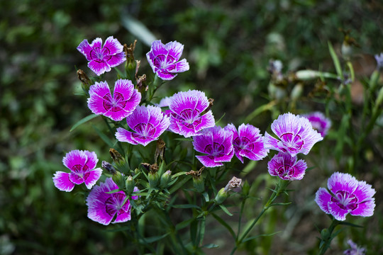 紫色石竹花