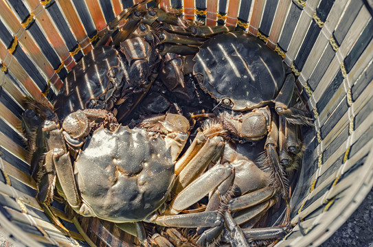 一篓阳澄湖大闸蟹