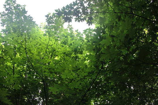 绿叶枫树林