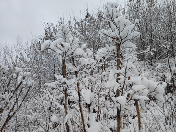 雪林