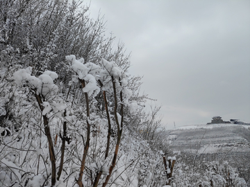 雪林