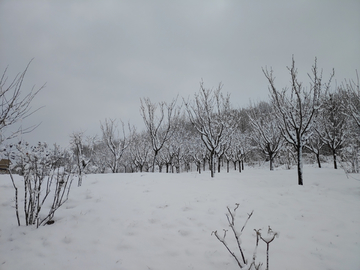 雪林