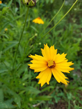 小波斯菊