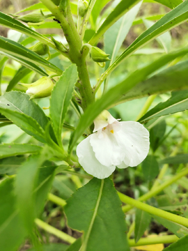 凤仙花