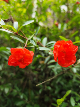 石榴花