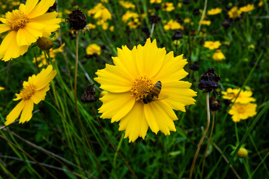 黄色小花上的蜜蜂