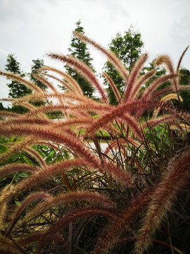 植物摄影紫色狼尾草