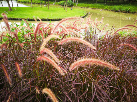 植物摄影紫色狼尾草