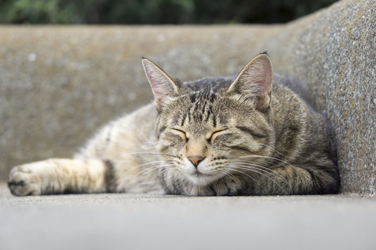 打瞌睡的小猫