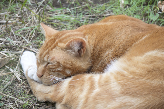 午睡的小猫