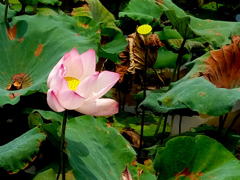 荷花素材