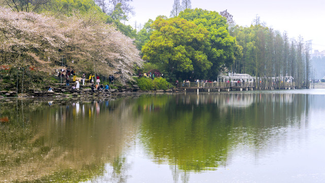 植物园樱花湖畔