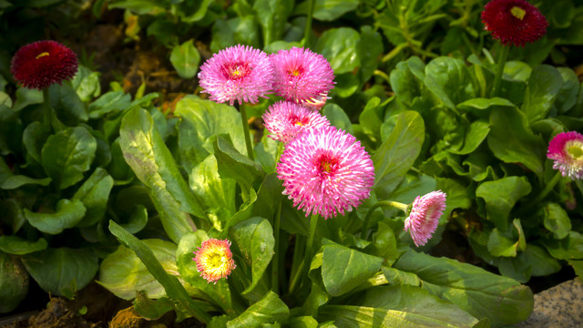 湖畔花卉雏菜