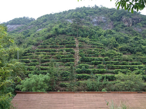 森林度假村景点