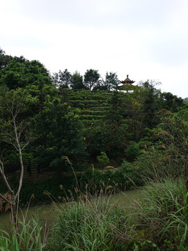 森林度假村景点