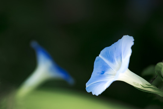 牵牛花