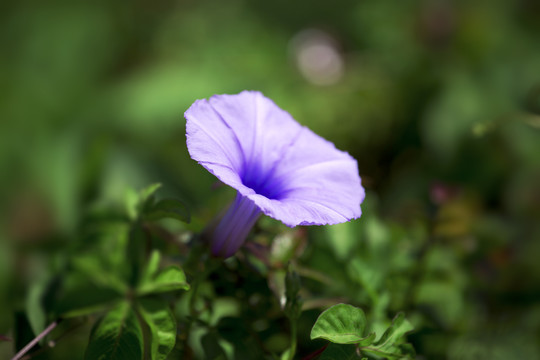 牵牛花