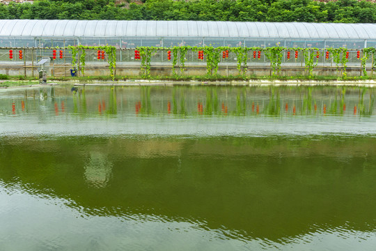 美丽乡村鱼池