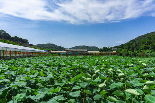 美丽荷塘