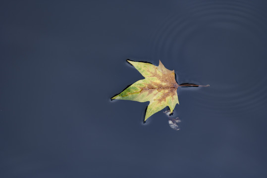 水中枫叶