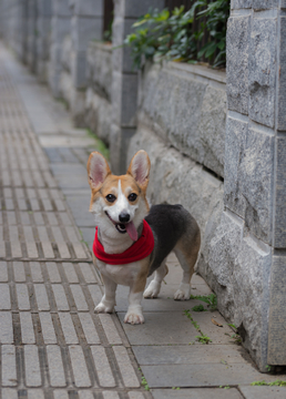 柯基犬