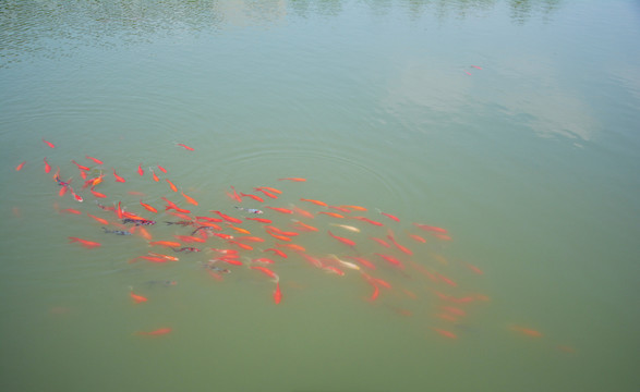 湖中锦鲤鱼群