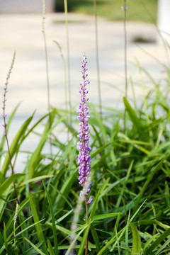 麦冬草紫色花
