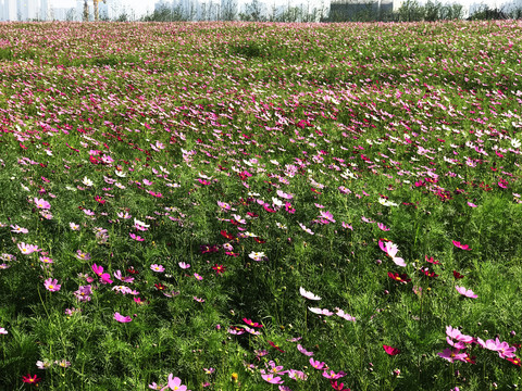 非洲菊雏菊