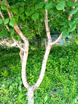 树枝