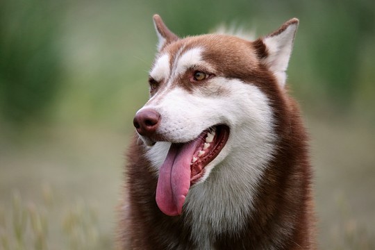 哈士奇犬