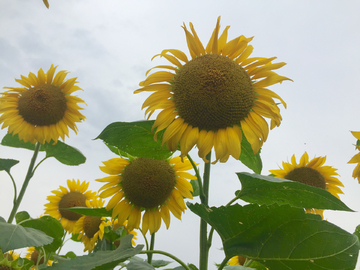 太阳花