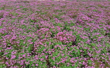 花草背景