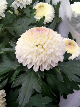 鲜花