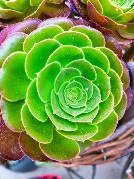 鲜花
