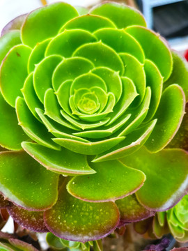 鲜花