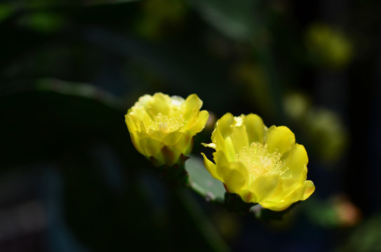 仙人掌开花