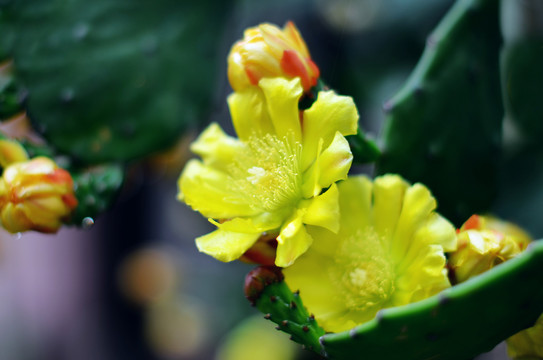 仙人掌开花