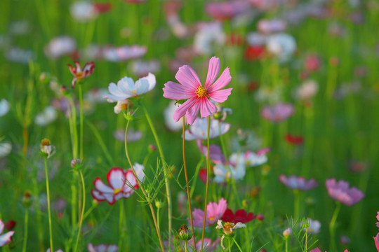 花草