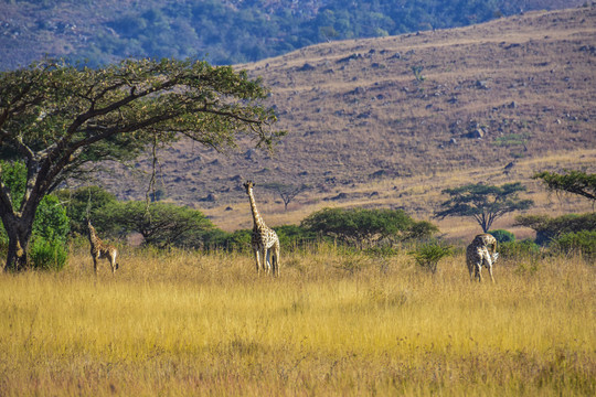 长颈鹿族群